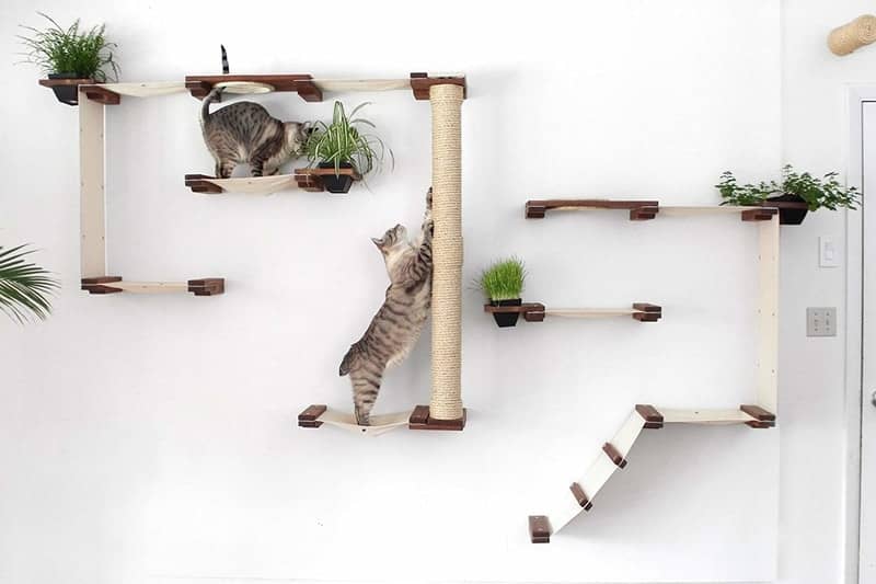 Best Cat Trees Smart Buyers Guide - CatastrophiCreations Wall Mounted Cat Tree Complex